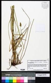 Carex muehlenbergii var. enervis image