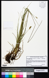 Carex muehlenbergii var. enervis image