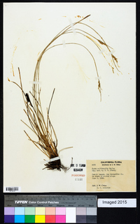 Carex multicaulis image