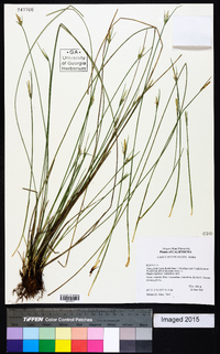 Carex multicaulis image