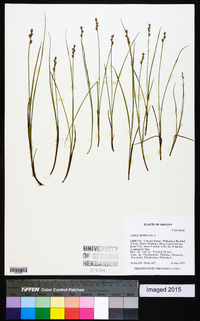 Carex muricata image