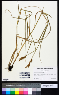 Carex muskingumensis image