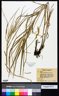 Carex muskingumensis image