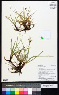 Carex nebrascensis image