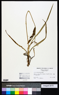 Carex nebrascensis image