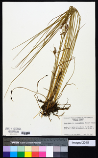 Carex nigra var. strictiformis image