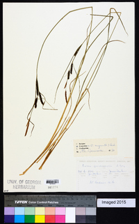 Carex nigra image