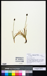 Carex nigricans image