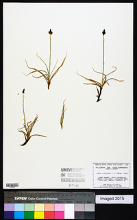 Carex nigricans image