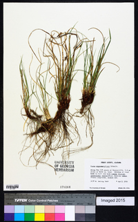 Carex nigromarginata image