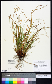 Carex nigromarginata image