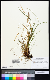 Carex nigromarginata image