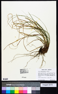 Carex nigromarginata image