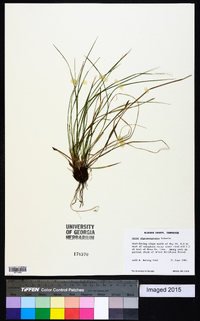 Carex nigromarginata image