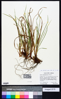 Carex nigromarginata image