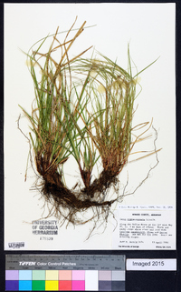 Carex nigromarginata image