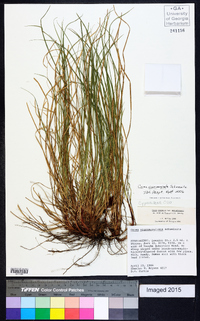 Carex nigromarginata image