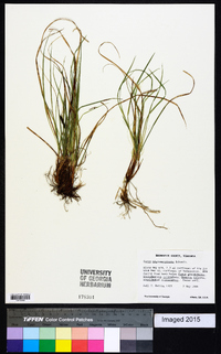 Carex nigromarginata image