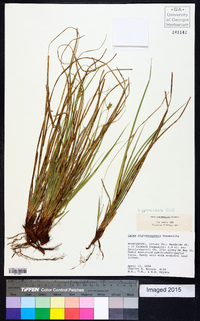 Carex nigromarginata image