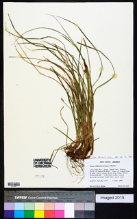 Carex nigromarginata image