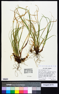 Carex nigromarginata image