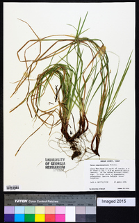 Carex nigromarginata image