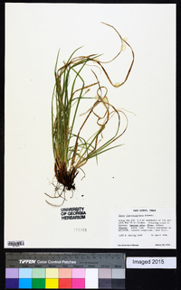 Carex nigromarginata image