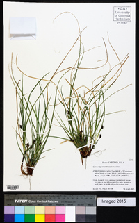 Carex nigromarginata image