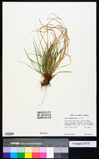 Carex nigromarginata image