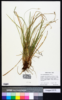 Carex nigromarginata image