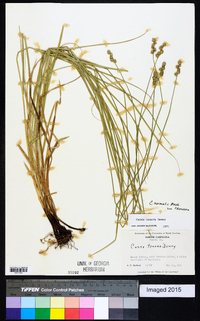 Carex normalis image