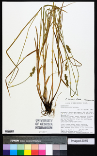 Carex normalis image