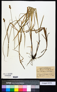 Carex normalis image