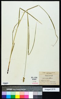 Carex normalis image