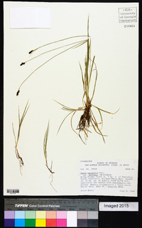 Carex norvegica image