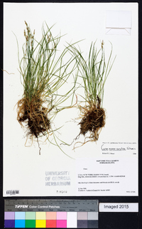 Carex novae-angliae image