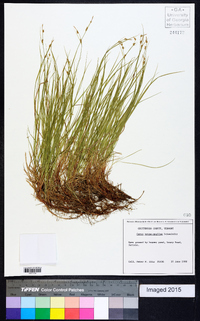 Carex novae-angliae image