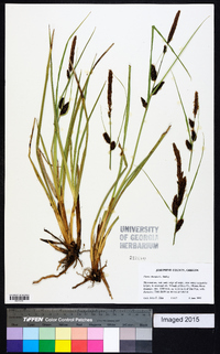 Carex obnupta image