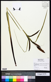 Carex obnupta image