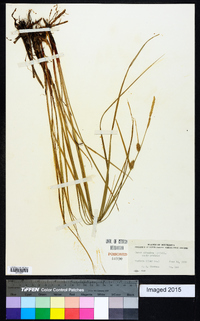 Carex obtusata image