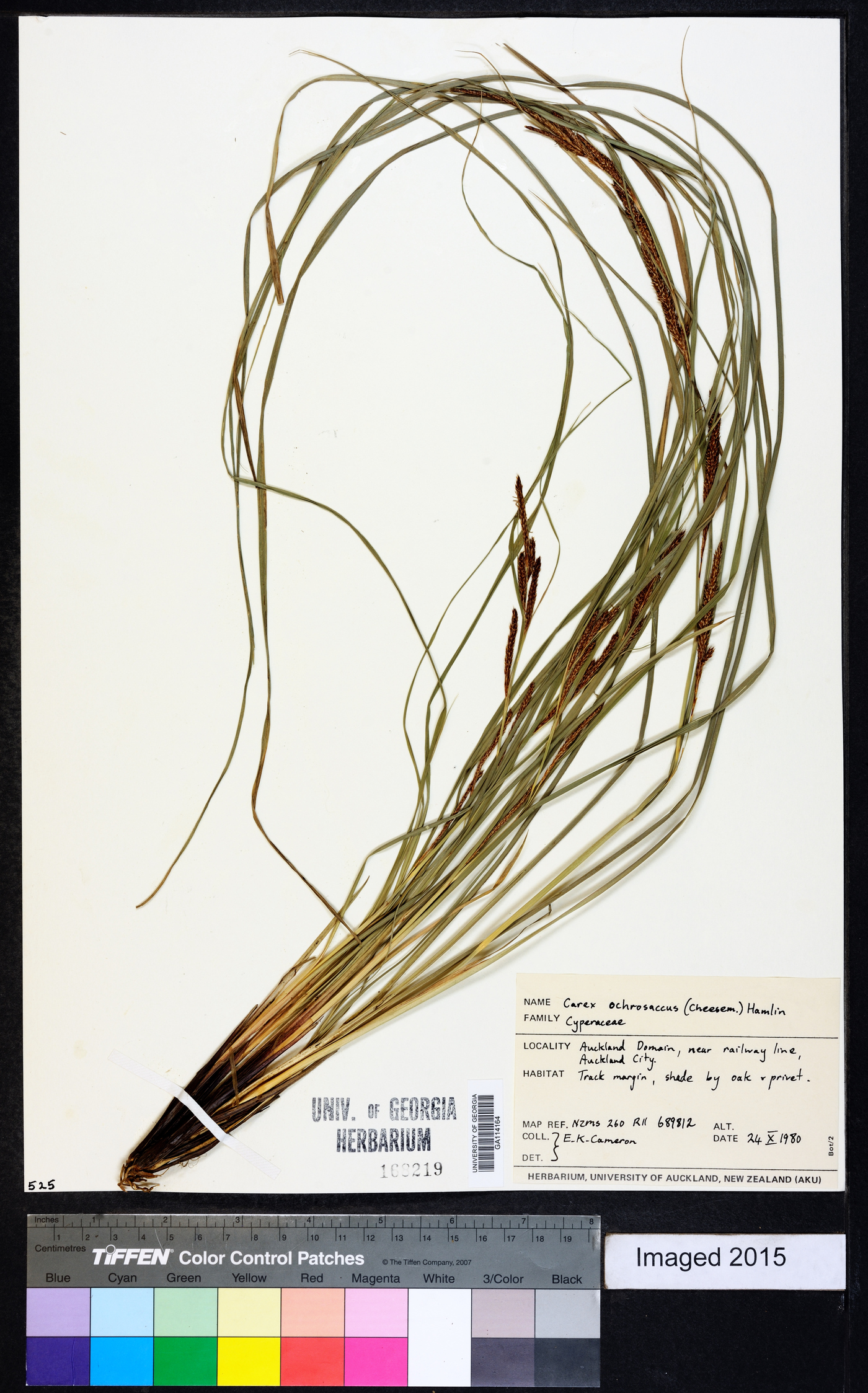 Carex ochrosaccus image