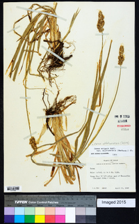 Carex oklahomensis image