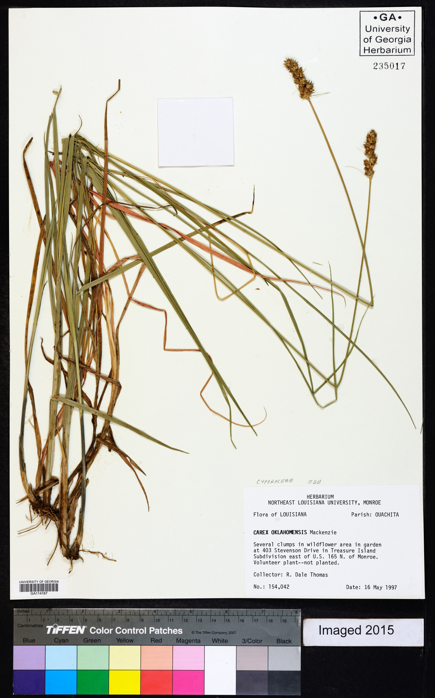 Carex oklahomensis image