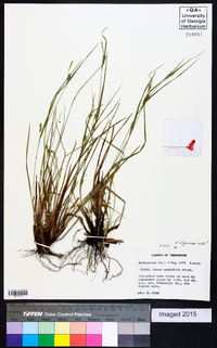 Carex oligocarpa image