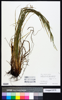 Carex oligocarpa image