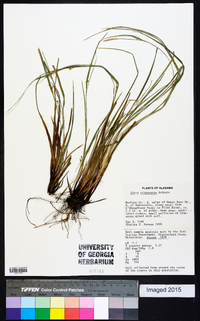 Carex oligocarpa image