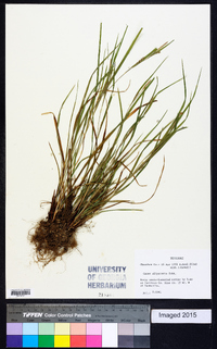 Carex oligocarpa image