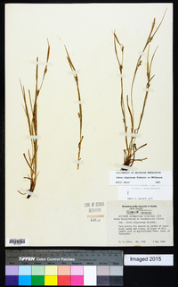 Carex oligocarpa image