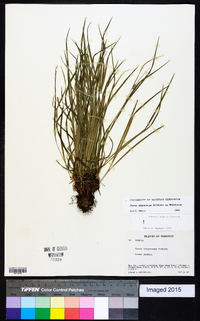 Carex oligocarpa image