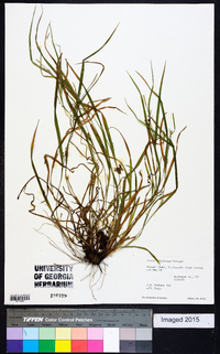 Carex oligocarpa image